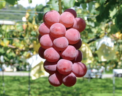 シナノスマイル