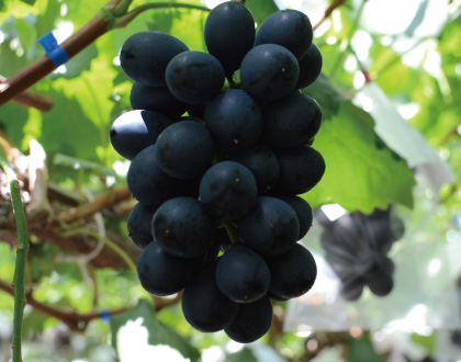 ナガノパープル