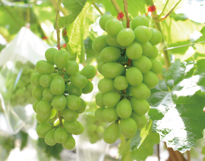 シャインマスカット