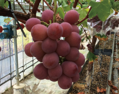 クイーンニーナ